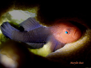 Beautiful full body shot of Brown brarded Goby, Anilao,Ph... by Marylin Batt 